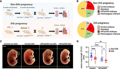 Reprogramming of the developing heart by Hif1a-deficient sympathetic system and maternal diabetes exposure